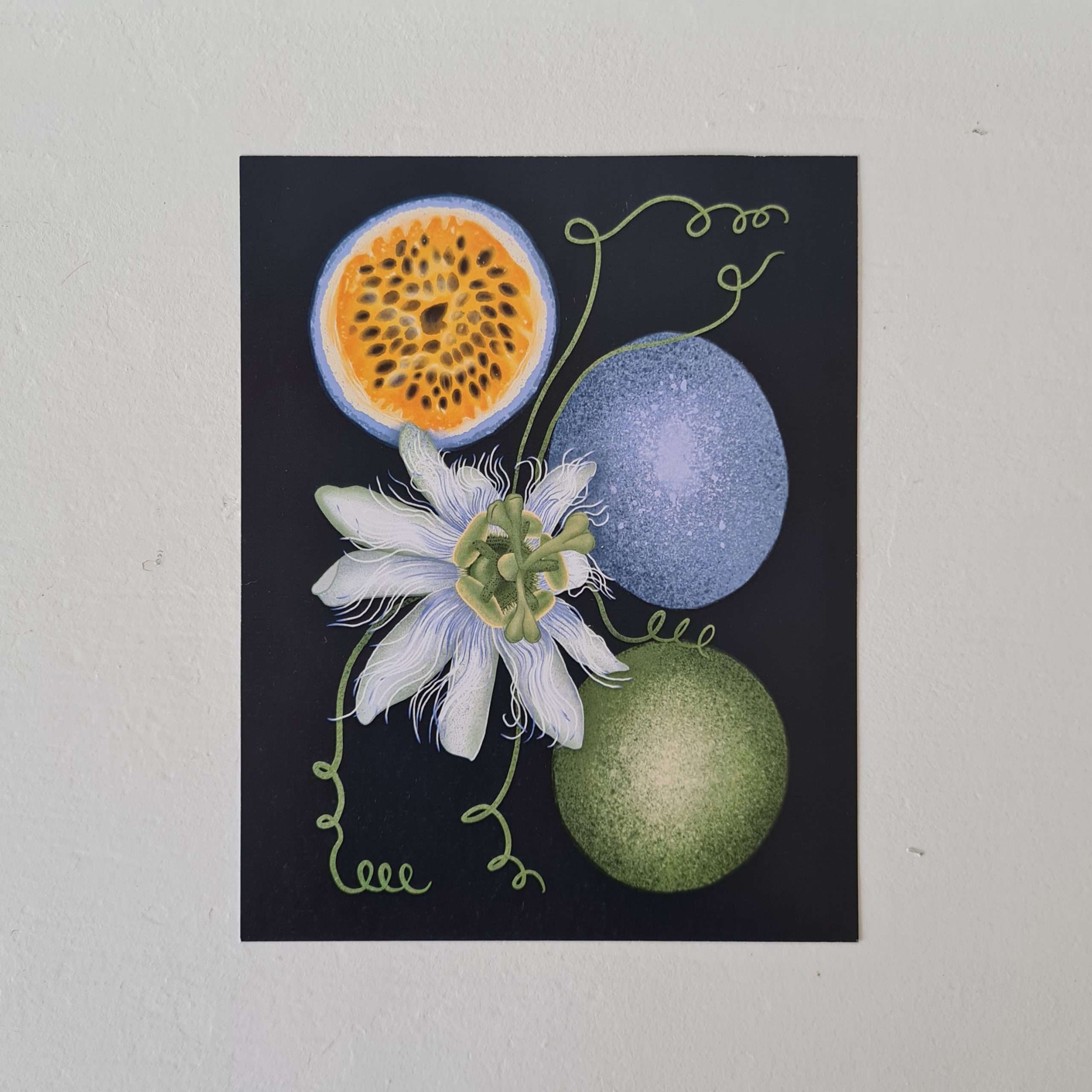 Wall ART - Granadilla illustration Wall ART - Granadilla illustration
