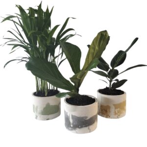 Pigmented Concrete Planter - Set of 3