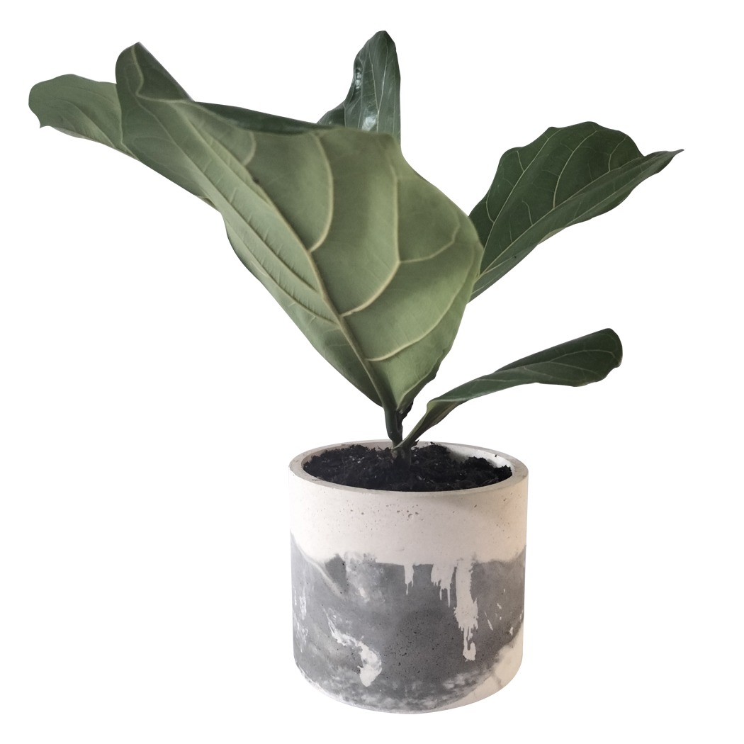 Pigmented Concrete Planter - Various colours Pigmented Concrete Planter - Various colours - Image 6