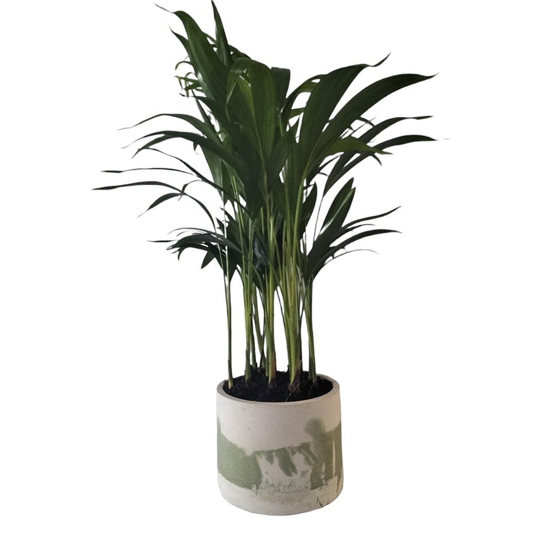 Pigmented Concrete Planter - Various colours Pigmented Concrete Planter - Various colours - Image 7