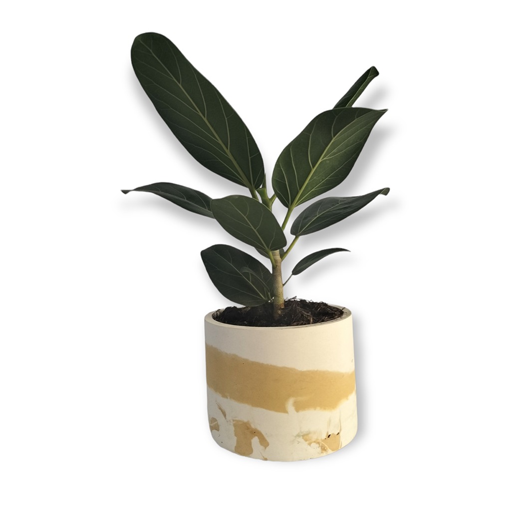 Pigmented Concrete Planter - Various colours Pigmented Concrete Planter - Various colours - Image 2