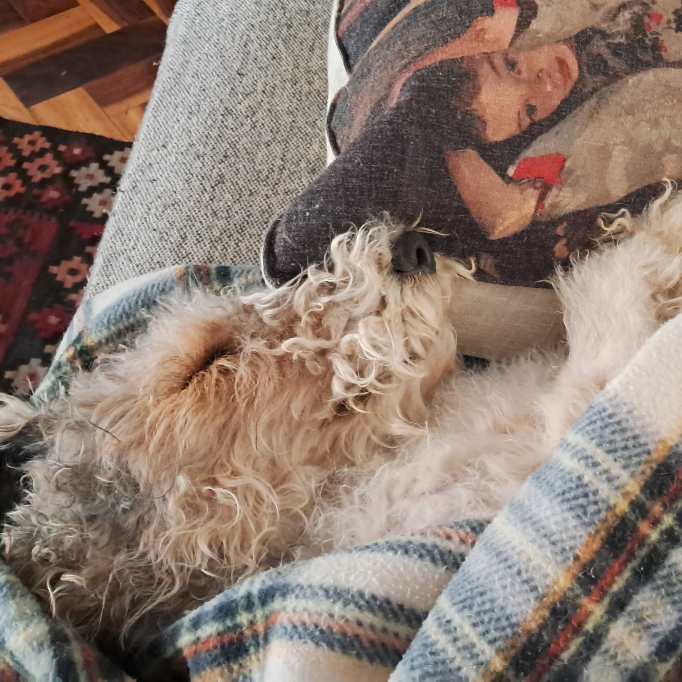 Extra size doggy blankets - 50% of proceeds to be donated to WOODROCK ANIMAL RESCUE Extra size doggy blankets - 50% of proceeds to be donated to WOODROCK ANIMAL RESCUE - Image 3