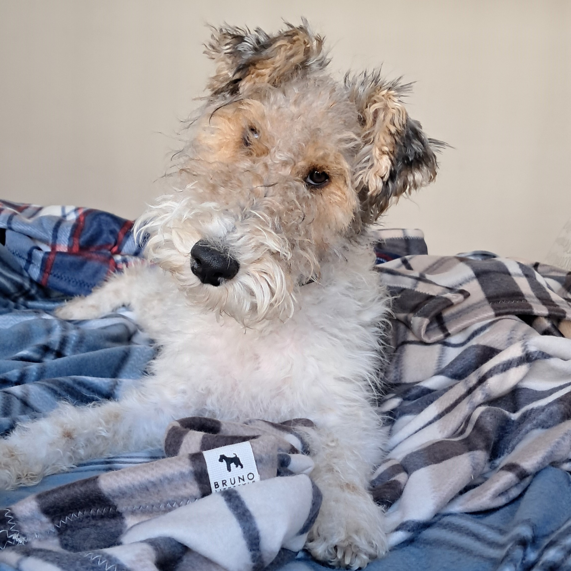 Extra size doggy blankets - 50% of proceeds to be donated to WOODROCK ANIMAL RESCUE Extra size doggy blankets - 50% of proceeds to be donated to WOODROCK ANIMAL RESCUE - Image 2